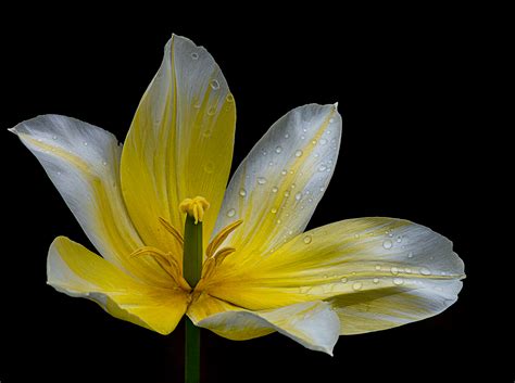 Tulipano---Seasons Fine. | JuzaPhoto