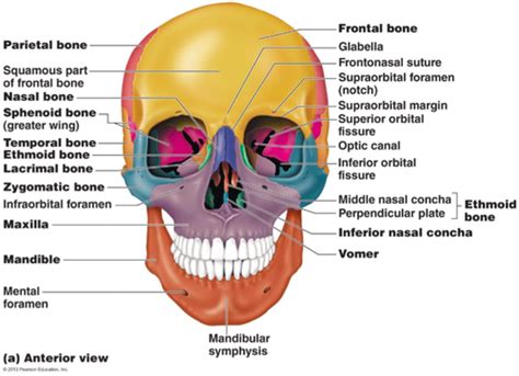 Axial Skeleton Cranial Bones Flashcards Quizlet