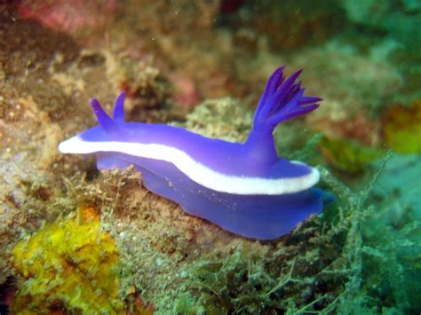 Amusing Monday Colorful Sea Slugs Reveal Evolutionary