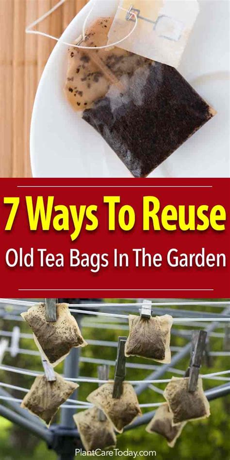 But care must be taken while using it to avoid any. Can You Reuse Tea Bags In The Garden 7 Ways #3 Brilliant!