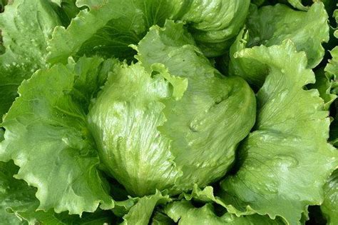One Of The Best Head Lettuces If Youre Trying To Grow Your Own George
