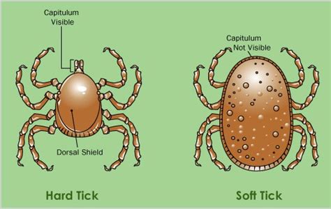 Tick Anatomy