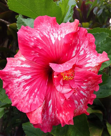 For The Love Of Double Tropical Hibiscus Dengarden