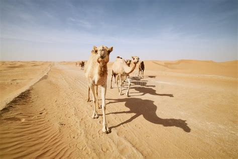 Herd Of Camels Walking On Sand Road Stock Image Image Of Group Area