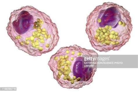 Macrophage Photos And Premium High Res Pictures Getty Images