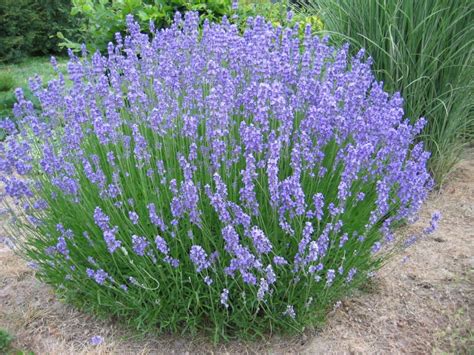 Top 5 Lavender Plant Uses Earthpedia