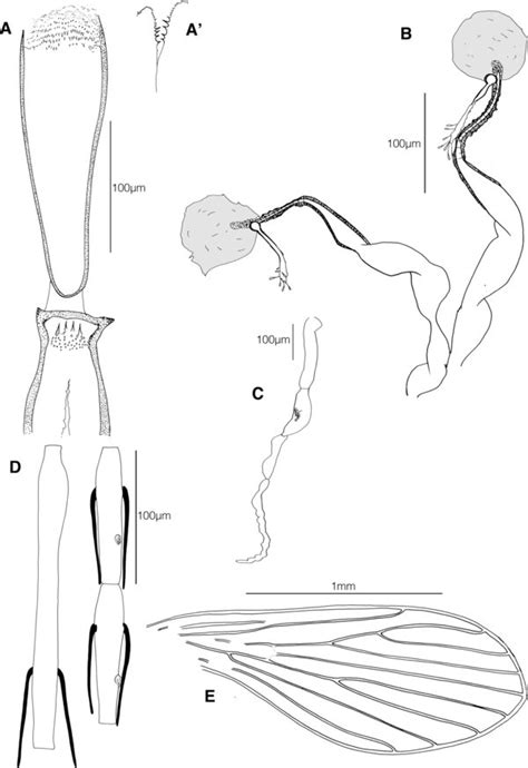 Phlebotomine Sand Flies From Madagascar Diptera Psychodidae Vii An Identification Key For