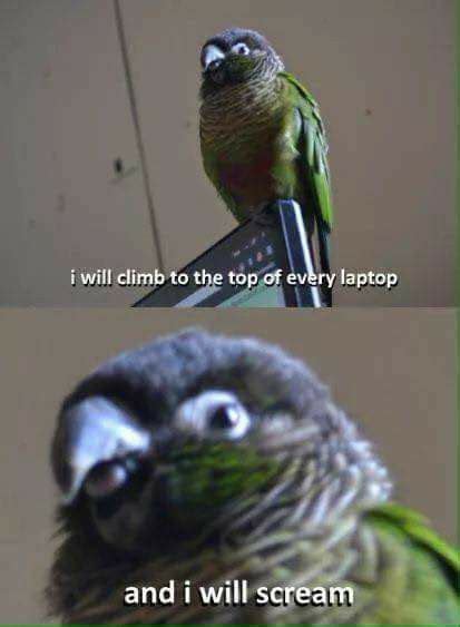 Cutesypooh Funny Parrots Cute Funny Animals Funny Animal Memes