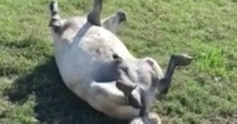 Horse Plays Dead Like A Dog And Reminds Us The World Isnt All Bad