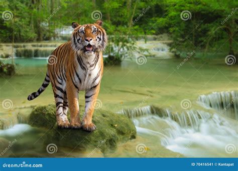 Tiger With Waterfall Stock Image Image Of Nature Growth 70416541