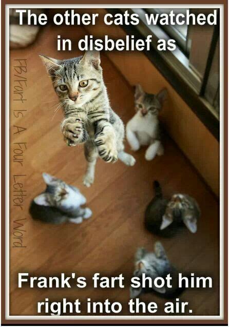 8 Best Images About Cat Farts On Pinterest