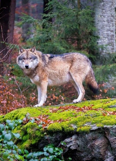 Pin By Eric On Wolves Pet Wolf Wild Animals Pictures Beautiful Wolves