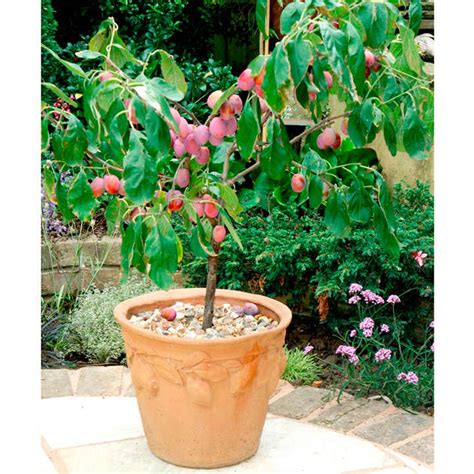 We did not find results for: Patio Fruit Tree Plum Victoria 1 - Plum Trees - Fruit ...