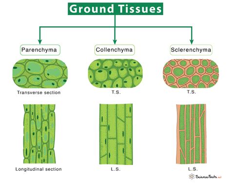 Ground Tissue Definition Types And Function