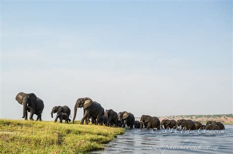 Elephants Of The Chobe Africa Geographic