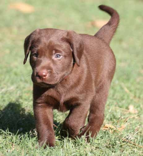 Labrador retriever, akc registered labs, mans best friend, white lab puppies, white labrador. dwarf labrador retriever | labrador retriever puppies for ...