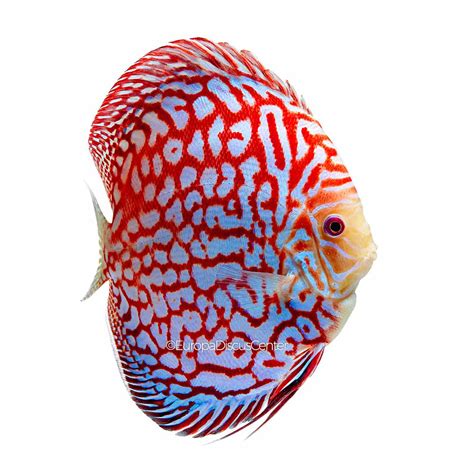 Checkerboard Red Map Discus