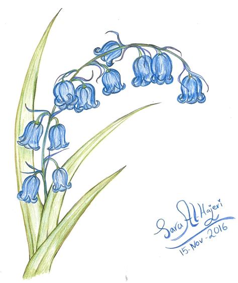 コンプリート！ Bluebells Drawing 236864 Virginia Bluebells Drawing