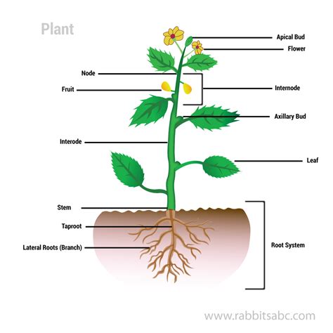 Parts Of Plants Parts Of Plants For Kids Rabbitsabc