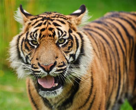 Portrait Of Sumatran Tiger Panthera Tigris Sumatrae Big Cat Photograph