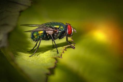 22 Facts About Housefly Factinformer