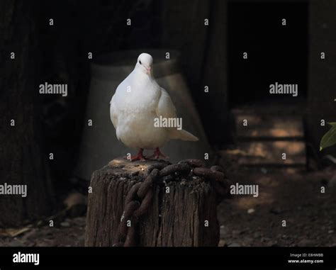 White Dove Stock Photo Alamy