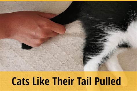 Why Do Cats Like Their Tail Pulled Zooawesome