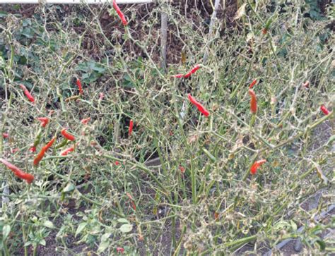 Photo Of The Day Tomato Sprouting From The Inside Out Sages Acre