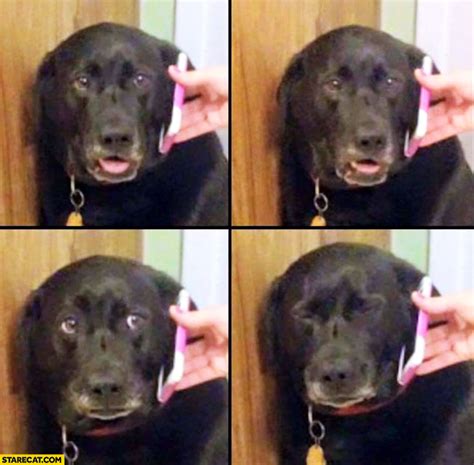 dog receives bad news  phone  sad starecatcom