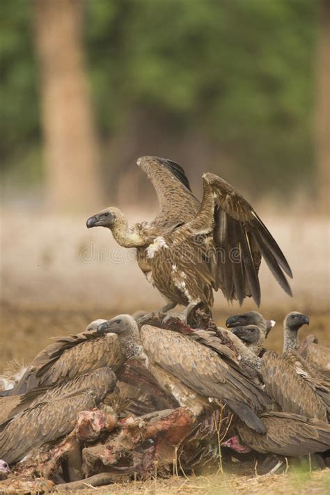 White Backed Vulture Scavenging On Carcass Stock Photo Image Of