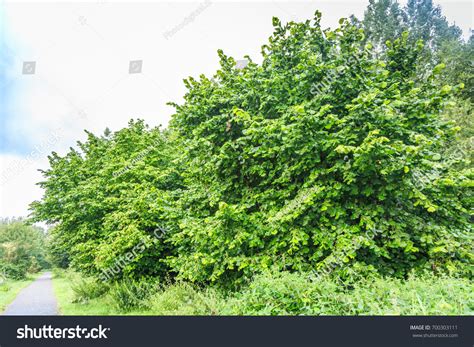 Group Beautiful Mature Hazelnut Bushes Corylus Stock Photo