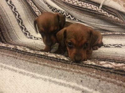 Board & train with terry cook. Dachshund Puppies for sale Columbus Ohio - Home