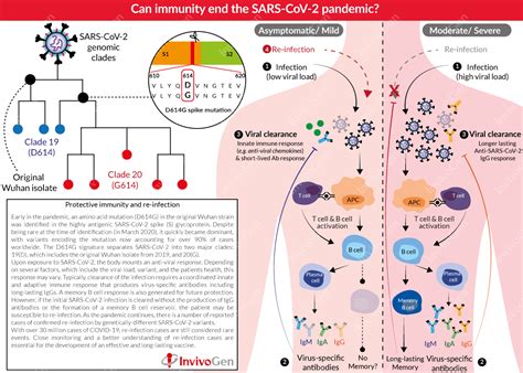 Spotlight On Covid 19 Re Infection Invivogen