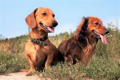 Dachshund Weight Growth Curve And Average Weights