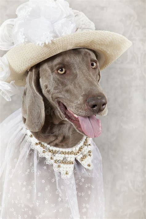 Portrait Of Weimaraner Dog Stock Photo Image Of Doggy 41933536