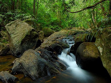 Sinharaja Rain Forest Sri Lanka Attractions