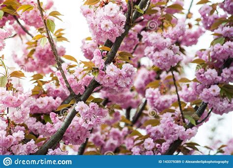 La Flor De Cerezo Es Una Flor De Varios Rboles Del Gnero Prunus