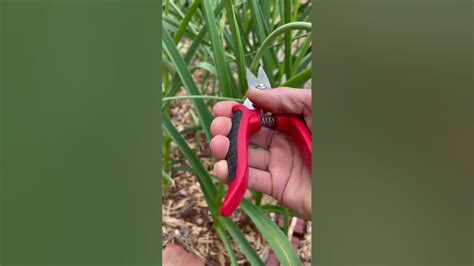 Harvesting Garlic Scapes Youtube