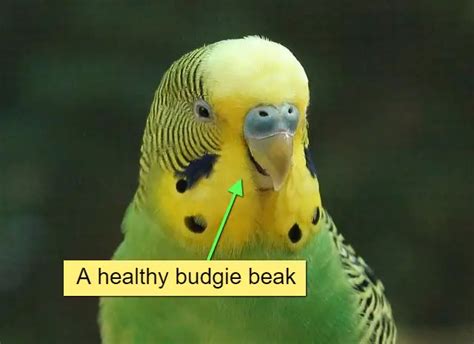 How To Choose A Healthy Budgie What To Look For