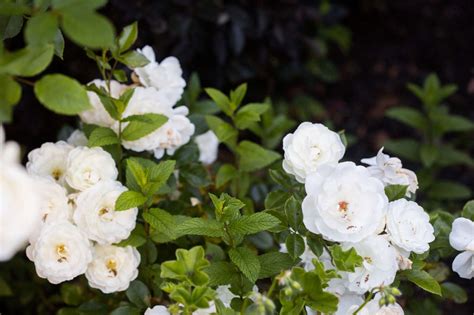 Timeless and elegant, rose bushes and flower bushes anchor and accent your landscape with character. Landscape on a Budget: The $250 Instant Rose Garden ...