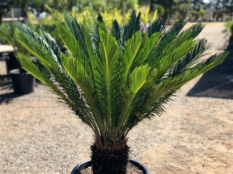 Cycas Revoluta Sago Cycad True Green Nursery