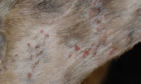 Cat Skin Infection Symptoms Lorinda Held