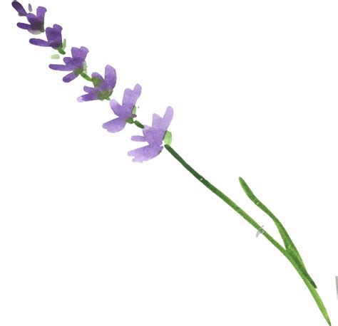 Download Lavender Flower Stempng