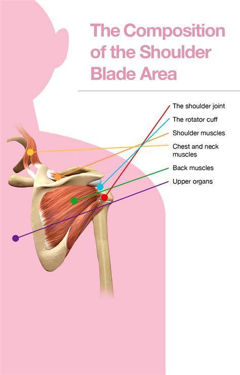 Shoulder Lymph Nodes