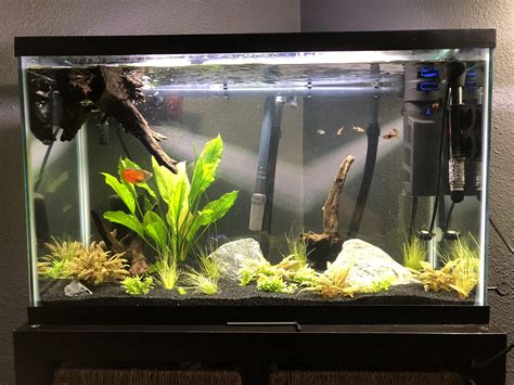 Heres My 29 Gal Planted Tank New To Reddit My First Post Raquariums