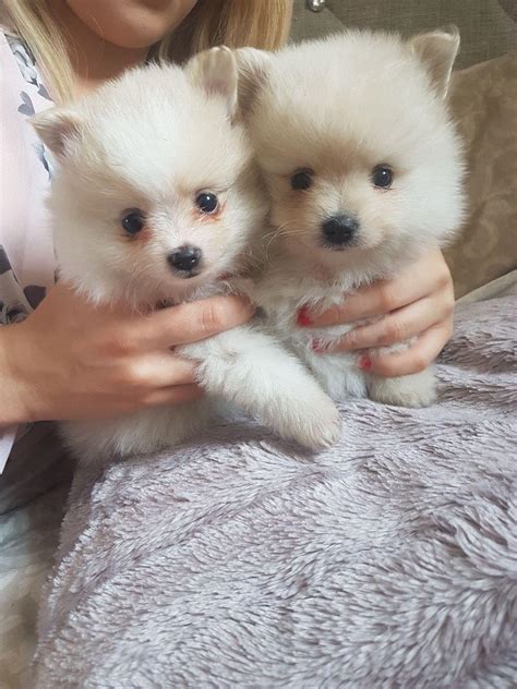 Beautiful Pomeranian Puppies For Sale Philippines Buy And Sell Marketplace Pinoydeal