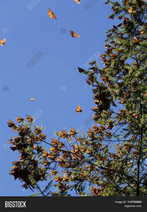 Monarch Butterflies On Image And Photo Free Trial Bigstock