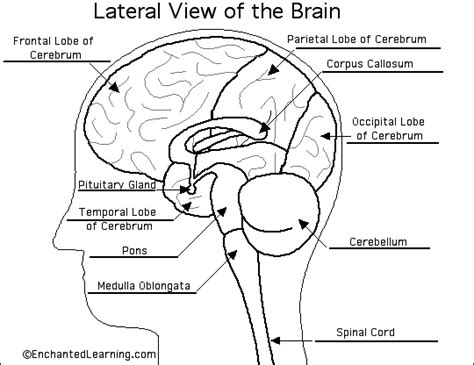 Biology The Human Brain