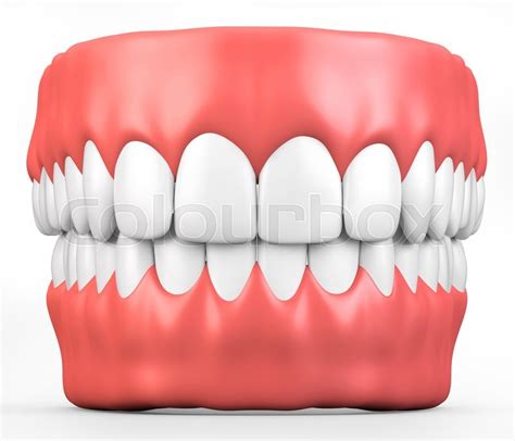 3d Illustration Teeth And Gum Model Stock Image Colourbox