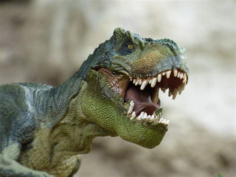 Free Photo Tyrannosaurus Dinosaur Prehistory Free Image On Pixabay